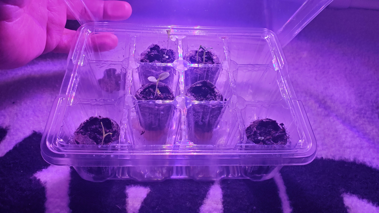 8 seed starts inside a clear plastic container with a grow light. There are six down the middle and two in the far front corners. The seedlings are small, but reaching towards the light.